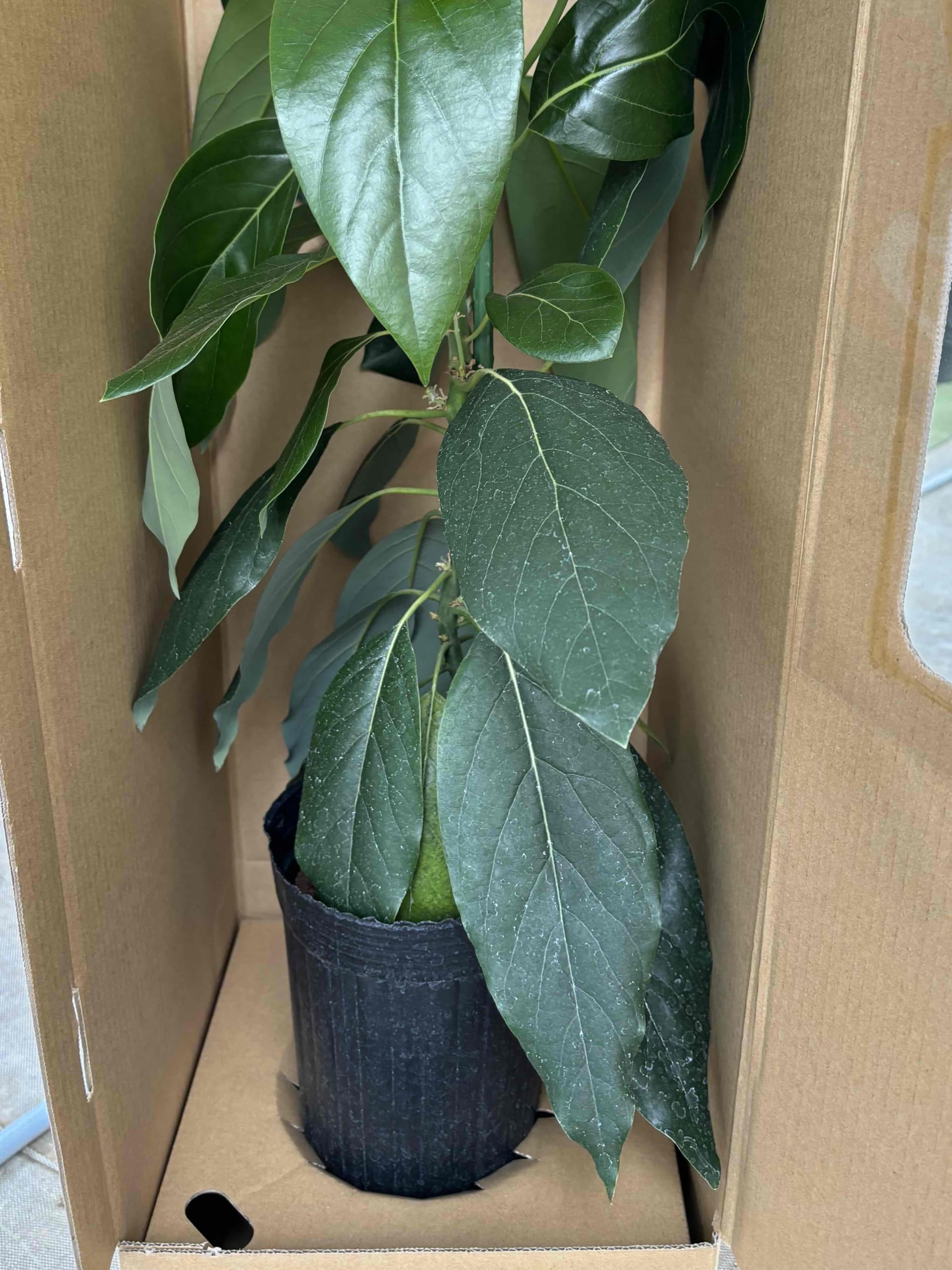 送料無料 ワーツ (国産ベーコン台木) アボカド接木苗 アボカド苗 果樹