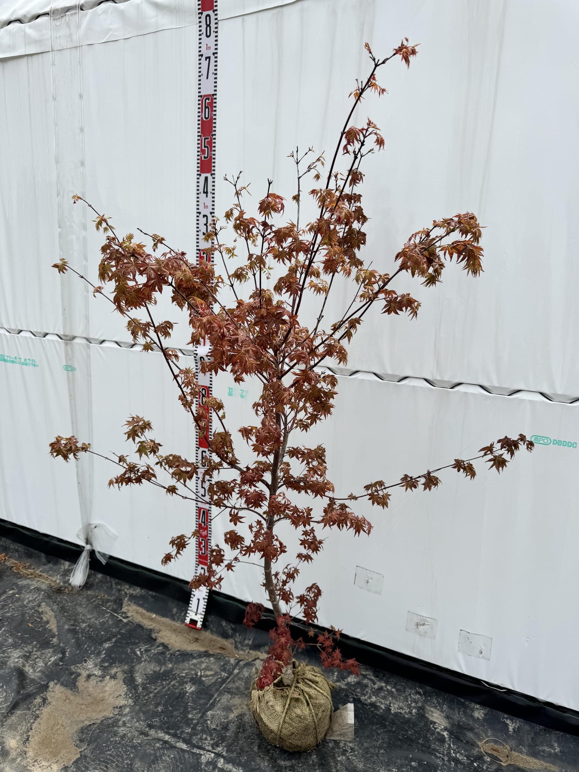 モミジです。 819RSWCHKQL._UF1000,1000_QL80_.jpg