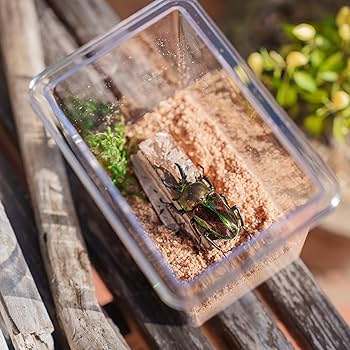 クワカブ飼育引退品 Amazon.co.jp: フジコン カブト虫・クワガタ虫飼育4点セット