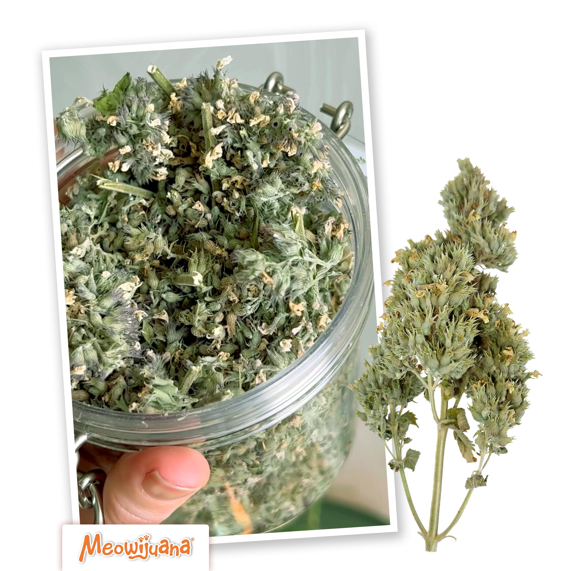 Meowijuana | Catnip Buds | Organic | Dried Premium Catnip | High Potency Cat Treats Cat Toys | Grown in The USA | Feline & Cat Lover Approved | 1 opakowanie