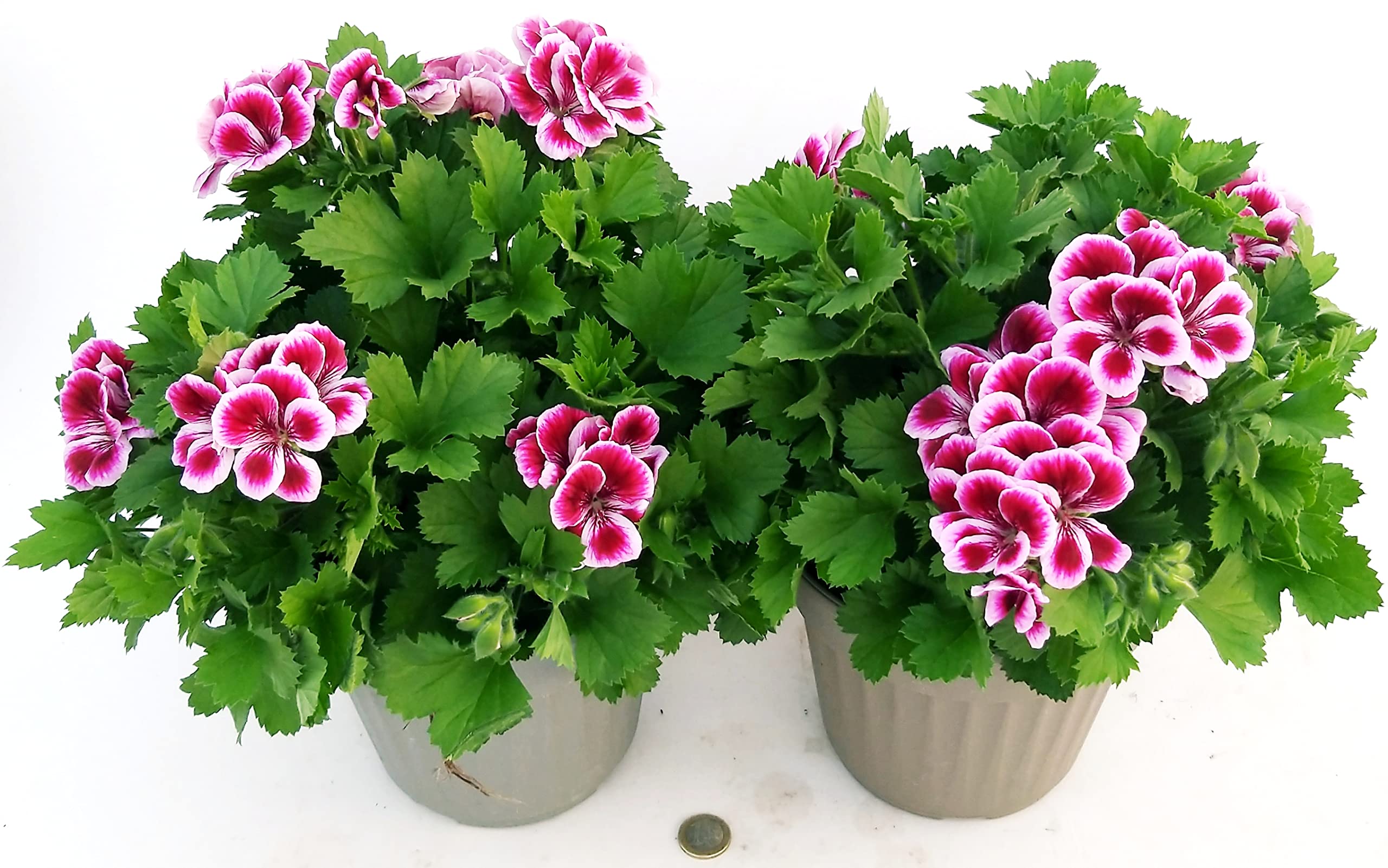 POWERS TO FLOWERS - GERANIO IMPERIALE, PELARGONIUM GRANDIFLORUM, 2