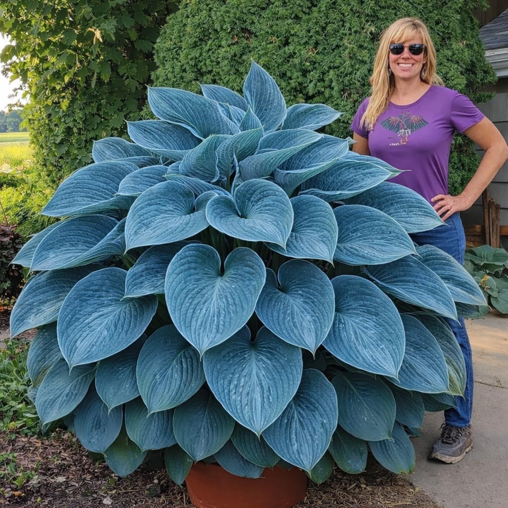 Blue Angel Giant Hosta