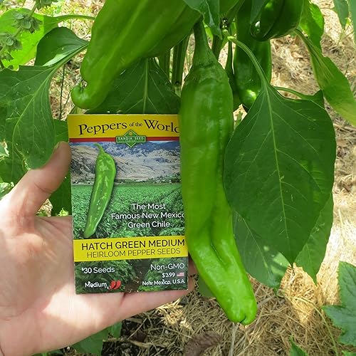 Hatch Green Medium Big Jim Chile Seeds from New Mexico - 30 Non-GMO Seeds
