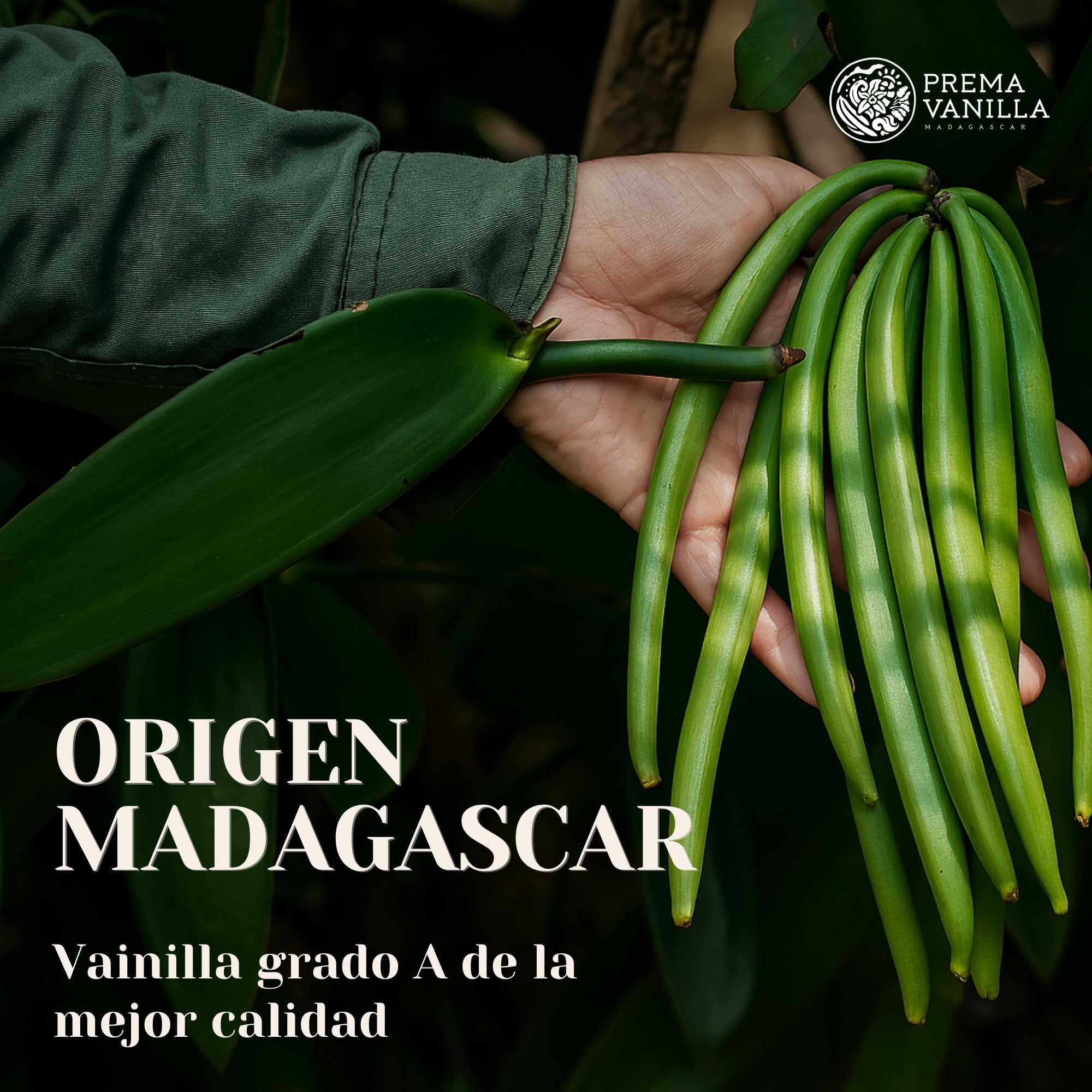 PREMA VANILLA Vainas de Vainilla de Madagascar, Vainas Bourbon de Grado A para la Elaboración de Extracto de Vainilla, Ideales para Cocinar y Hornear, 1 Paquete de 6 Vainas
