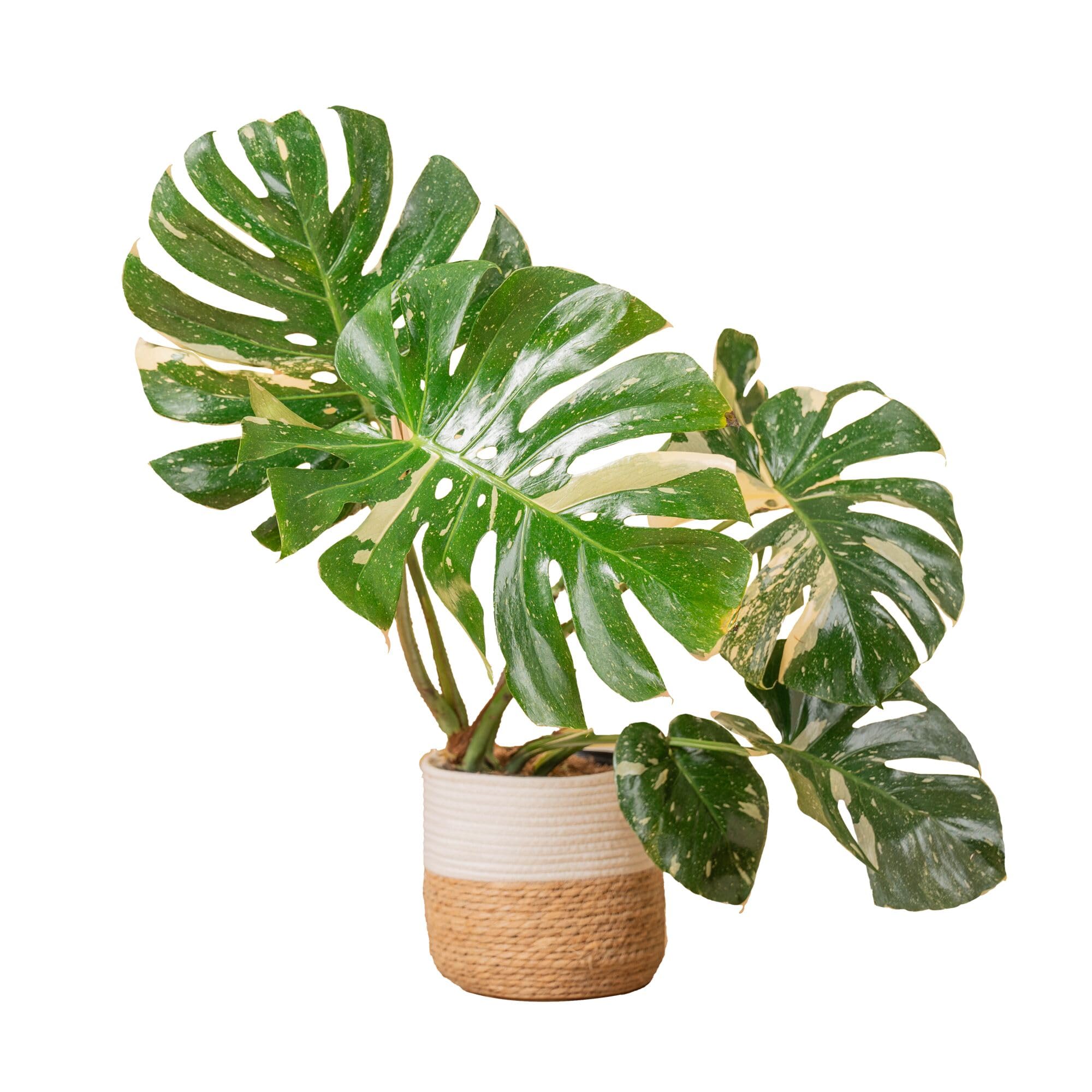 Costa Farms Thai Constellation Monstera