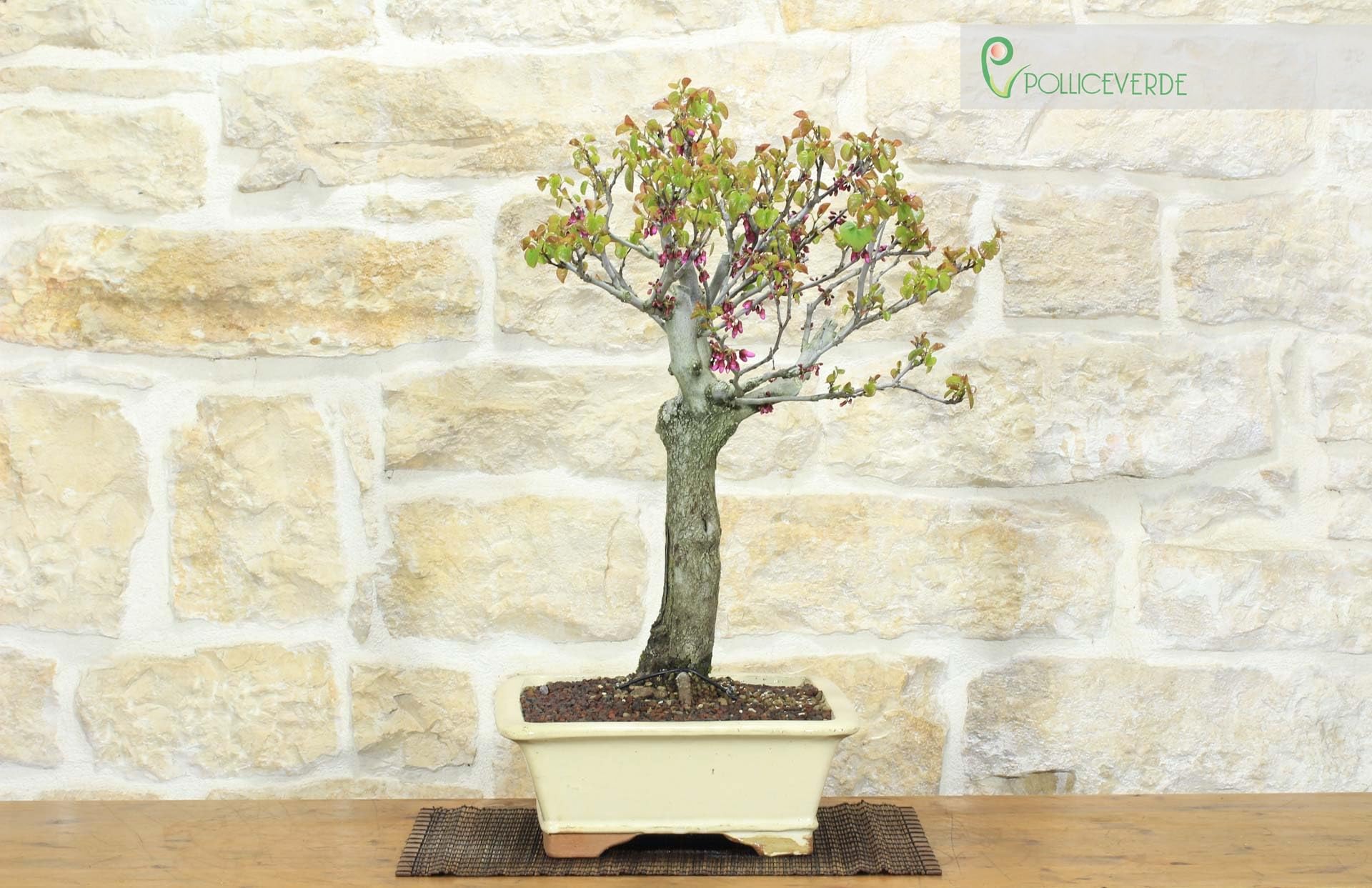 Cercis Bonsaï - Arbre de Judée (75)
