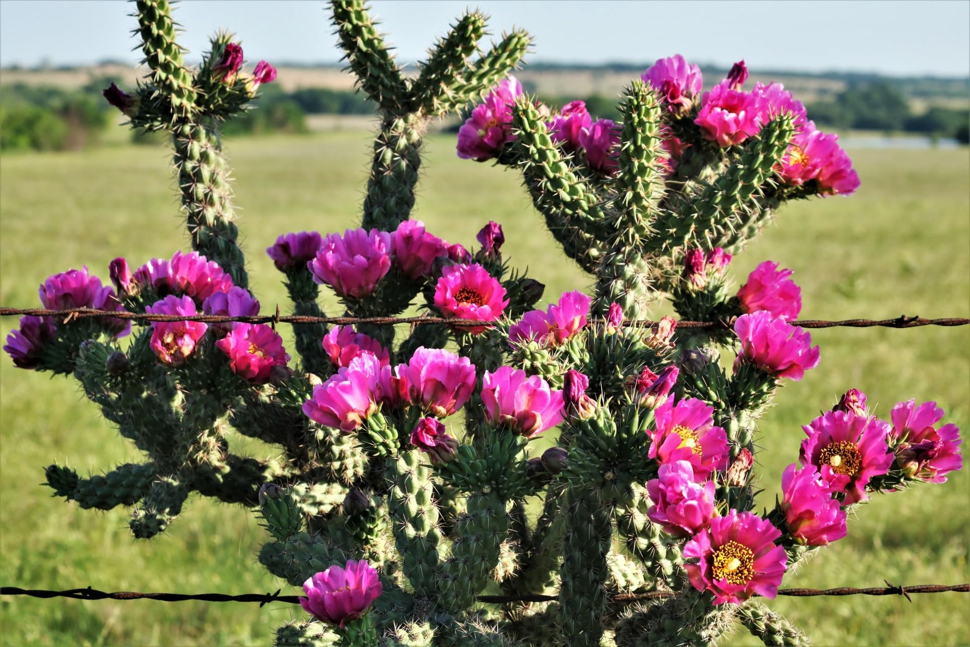 Nala ナラ Cactus all in one Amazon.com : Generic Cactus King, Cane Cholla Cactus, 3