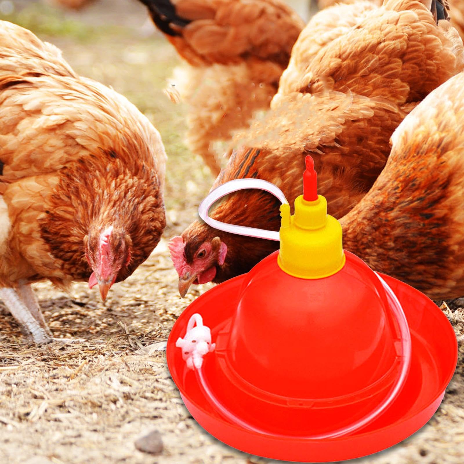 F Fityle Abreuvoir Automatique pour Volailles, Bol pour Poules et Pigeons