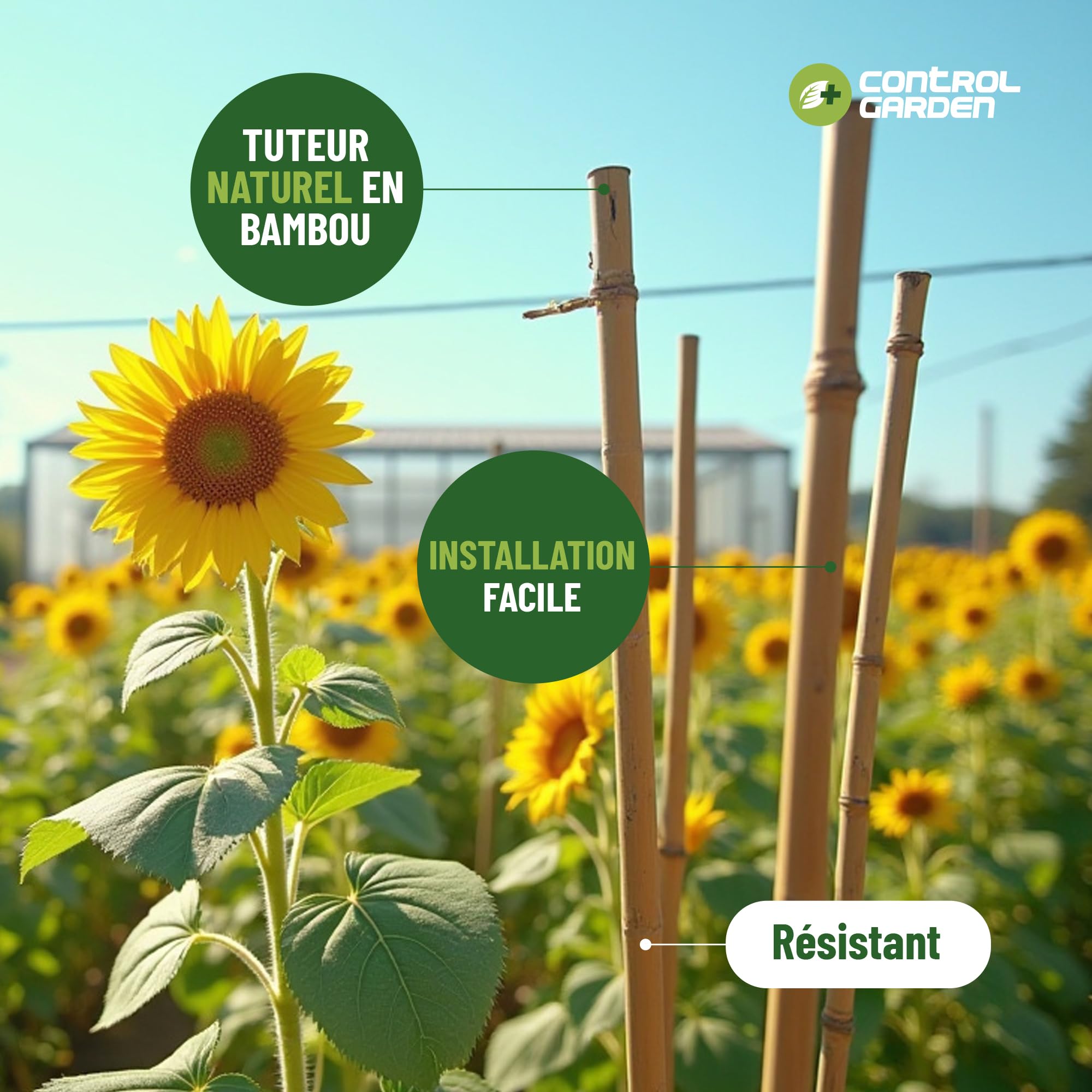 Control Garden Lot 30 Unités Tuteurs en Bambou Écologique 210 cm | Tiges Naturelles pour Plantes Ø 14-16 mm | Supports pour Arbres, Potagers, Plantes Grimpantes et Cultures