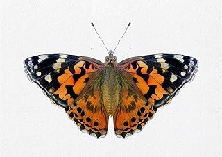 Painted Lady Butterfly Watercolour Signed Limited Edition Print from Original Painting Vanessa cardui Wildlife Artwork