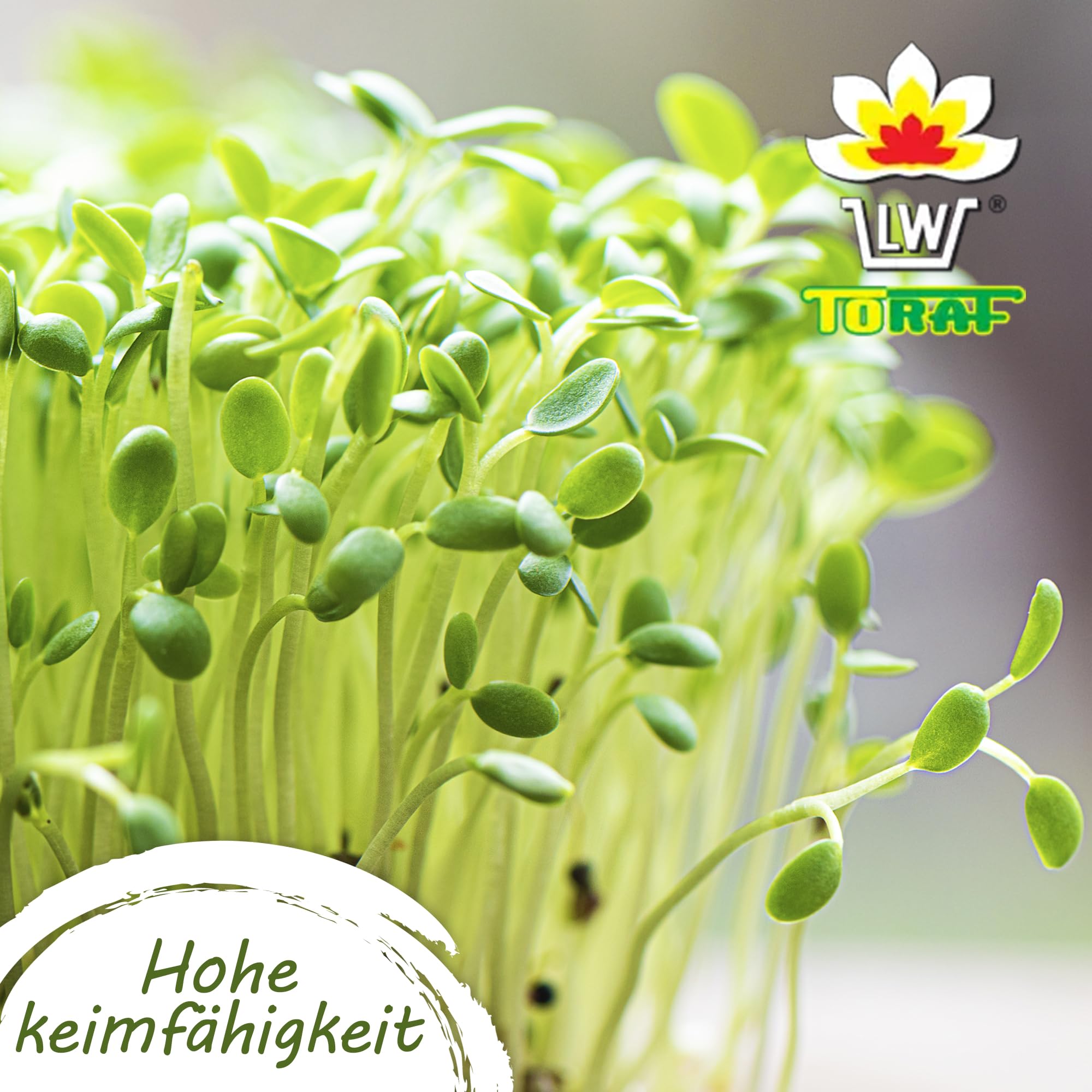 Gemüse Samen Set 61 Premium Sorten Gemüse, Saatgut für Gewächshaus, Garten, Balkon, Küche, Hochbeet, verschiedene Tomatensorten, Kohl, Zucchini, Erdbeere, Anzuchtset Samen Gemüse Pflanzen