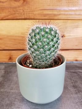 Mammillaria Spinosissima, 2" Plant