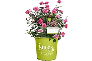 2-Gallon Knock Out® Rose Double Pink: Ready to Plant Outdoors
