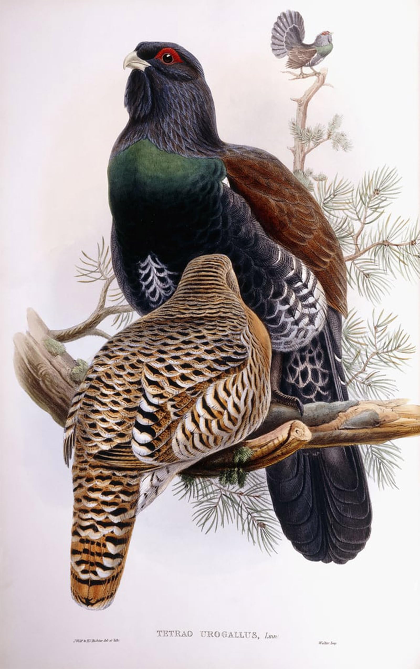 ARTXLXXBN Famous Painting Canvas Artwork Graffiti Print Wood Grouse by Wolf Portrait Canvas Image for Home Decor 60x90cm
