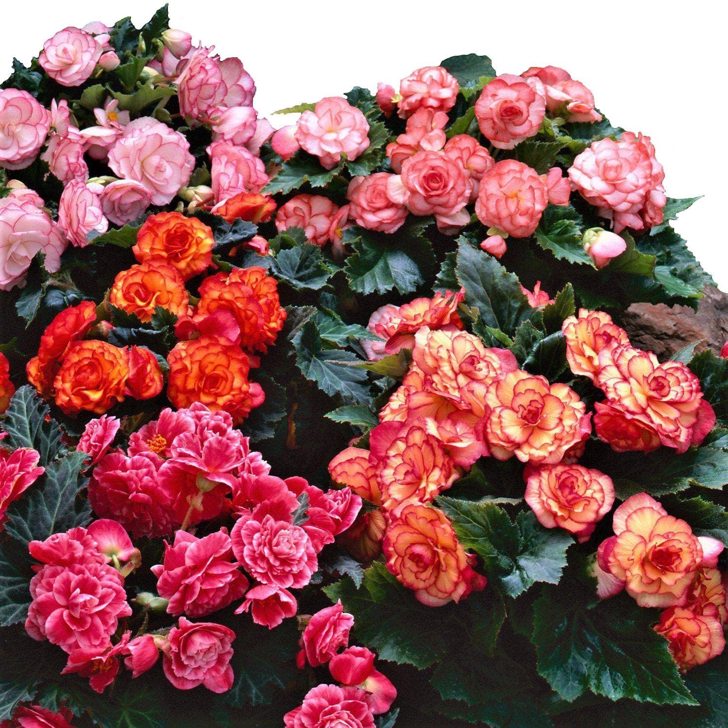 Easy to Grow Begonia Cascade Mix