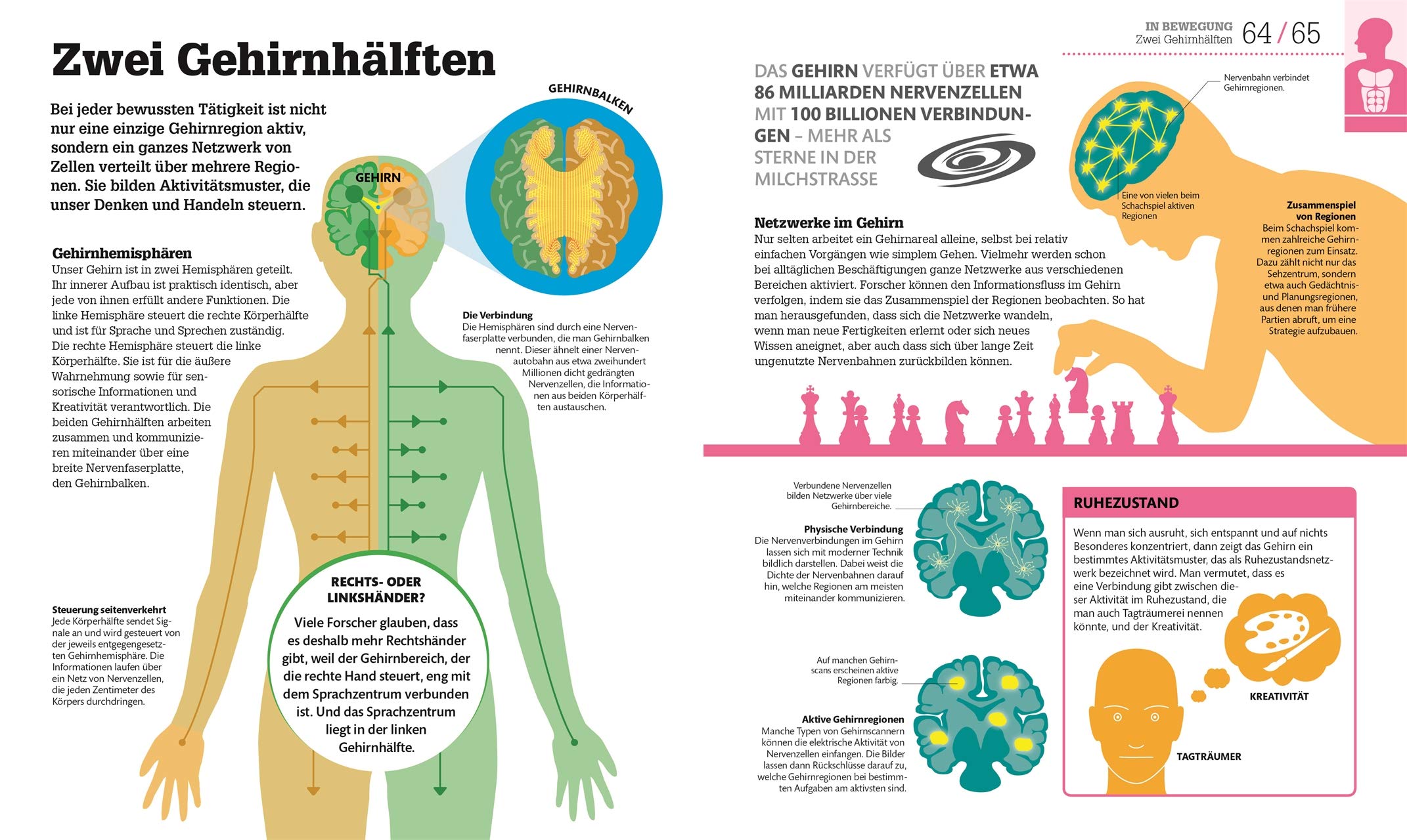 #dkinfografik. Der menschliche Körper: Und wie er funktioniert