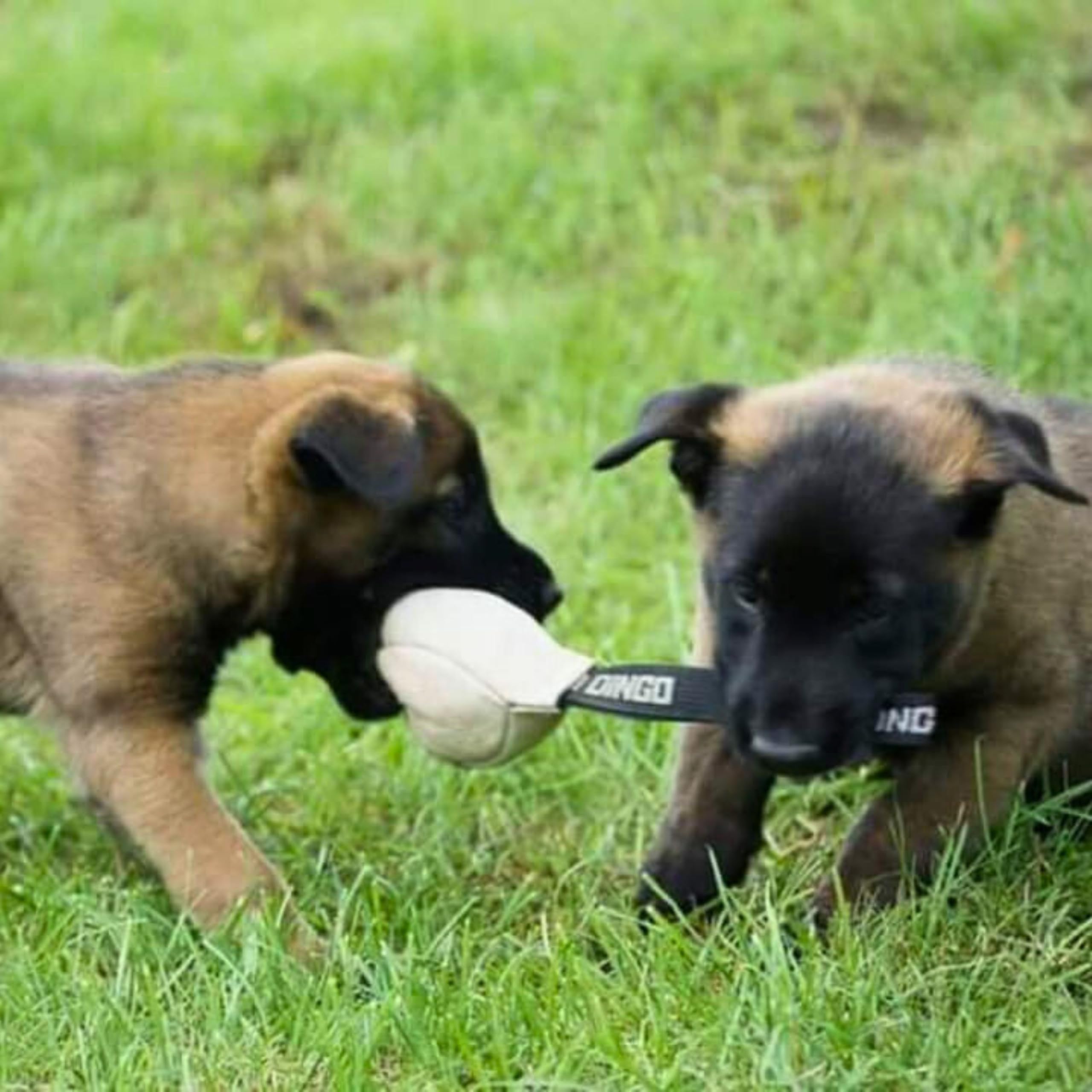 Dingo Gear S10033 - Giocattolo per cani Soft Ball con manico in vera pelle cicatriziale per cuccioli e cani, 11 cm x 2 pezzi