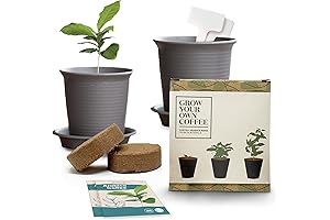 Grow Your Own Coffee Plant Kit: Nurture the Flavor of Homegrown Coffee