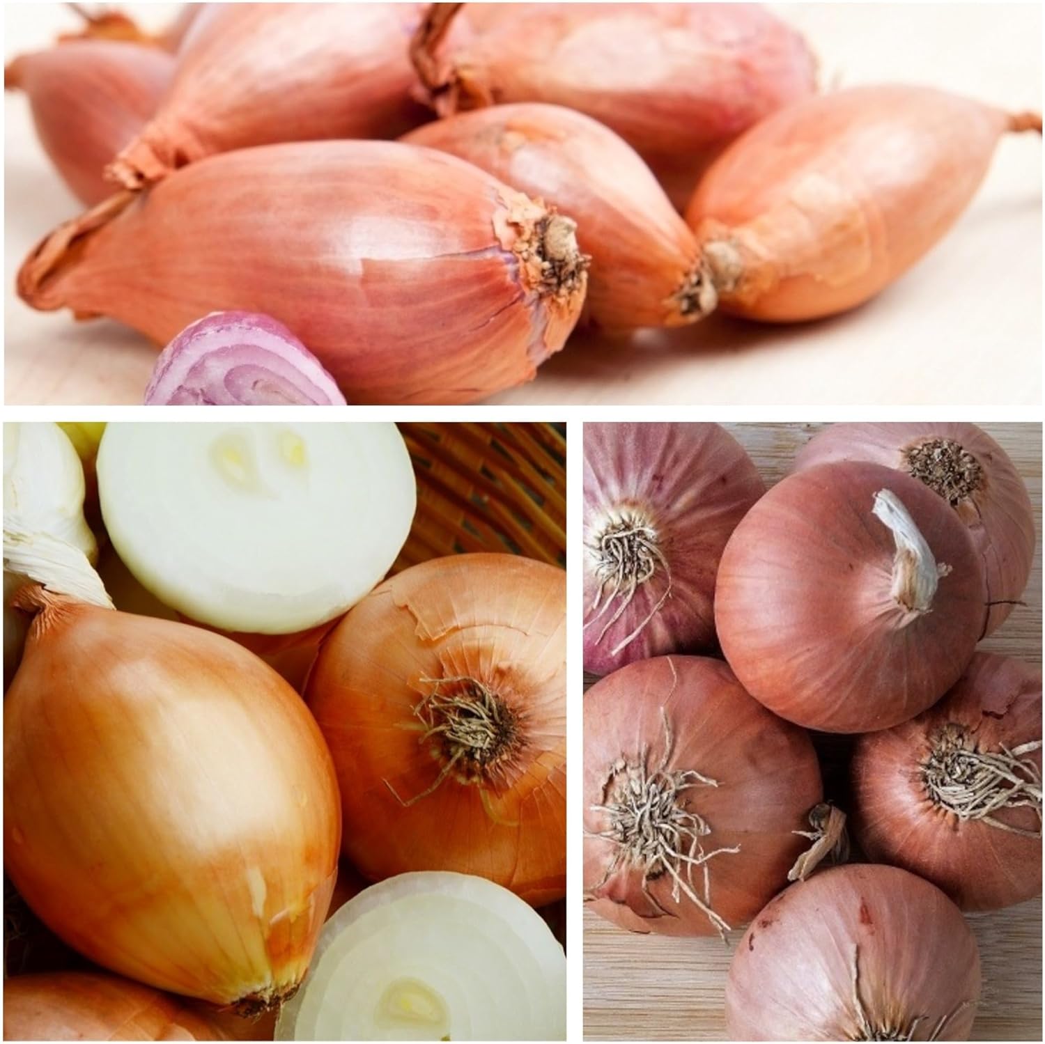 CHUXAY GARDEN Zebrune Shallot Onion Seed 250 Seeds Mild