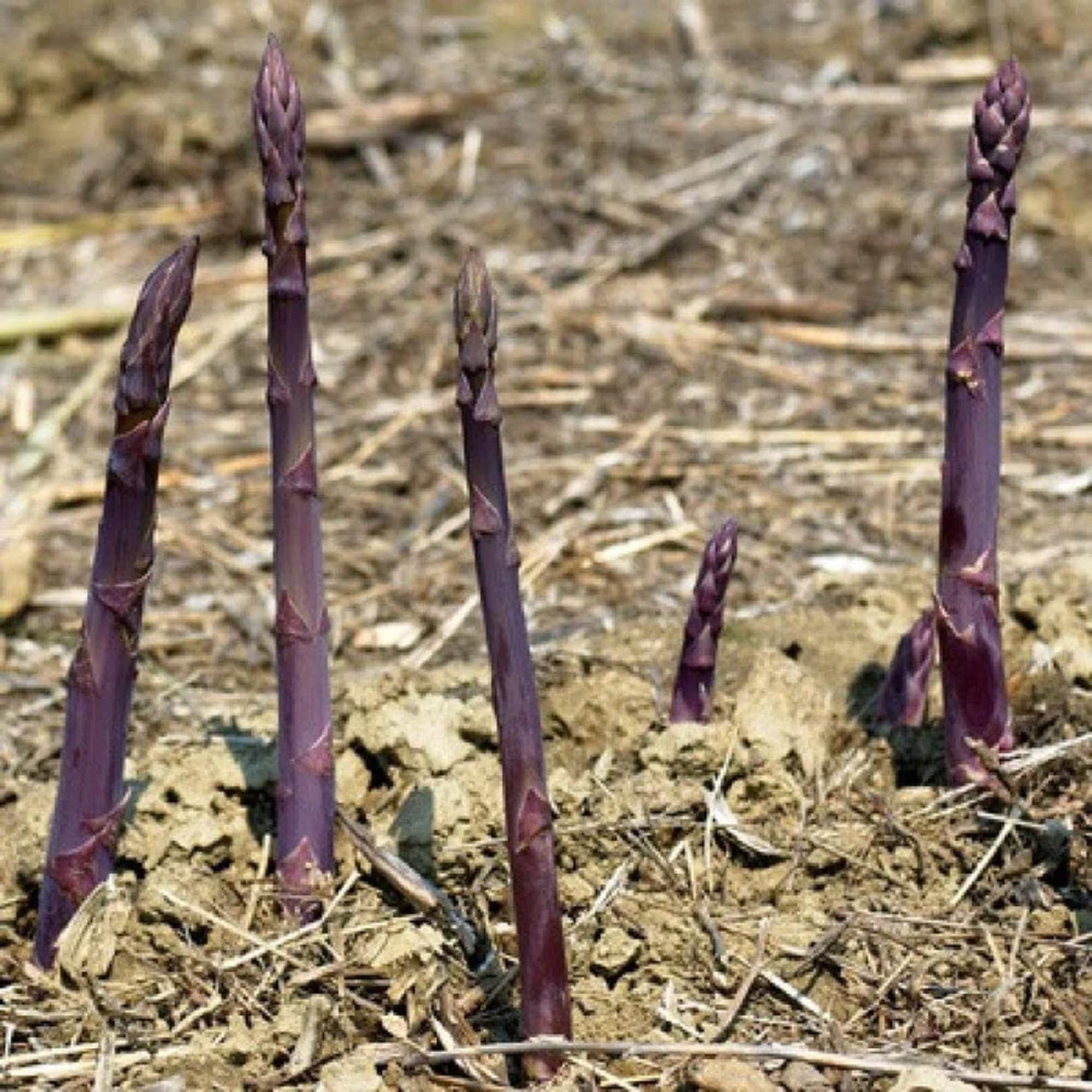 CHUXAY GARDEN Purple Passion Asparagus Seed 105 Seeds Edible Plant Non-GMO Healthy Vegetable Fast Growing & Maintain