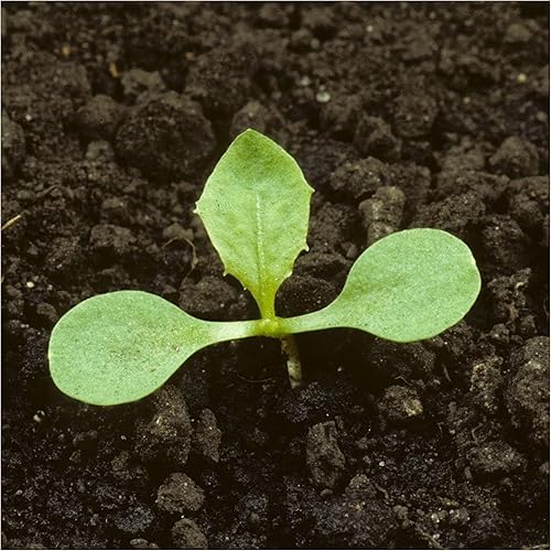 Miniatura 5 de Seed Needs Semillas de diente de león de tallo de granate para plantar Cichorium intybus paquete doble de 500 semillas cada una reliquia sin OMG y