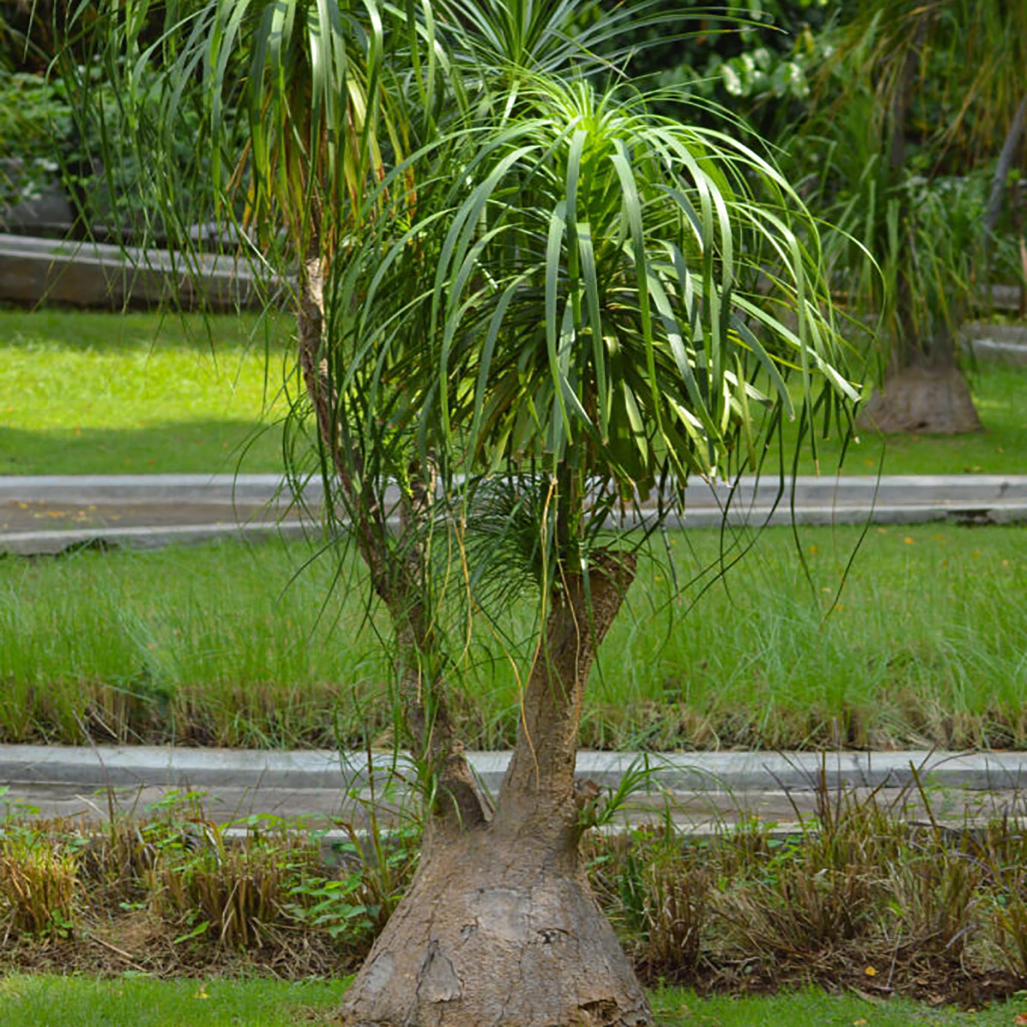 Amazon.com : QAUZUY GARDEN 10 Ponytail Palm Tree Seeds, Heirloom Beaucarnea  Recurvata Ornamental Plants Seed Low Maintenance Outdoor Garden : Patio,  Lawn & Garden