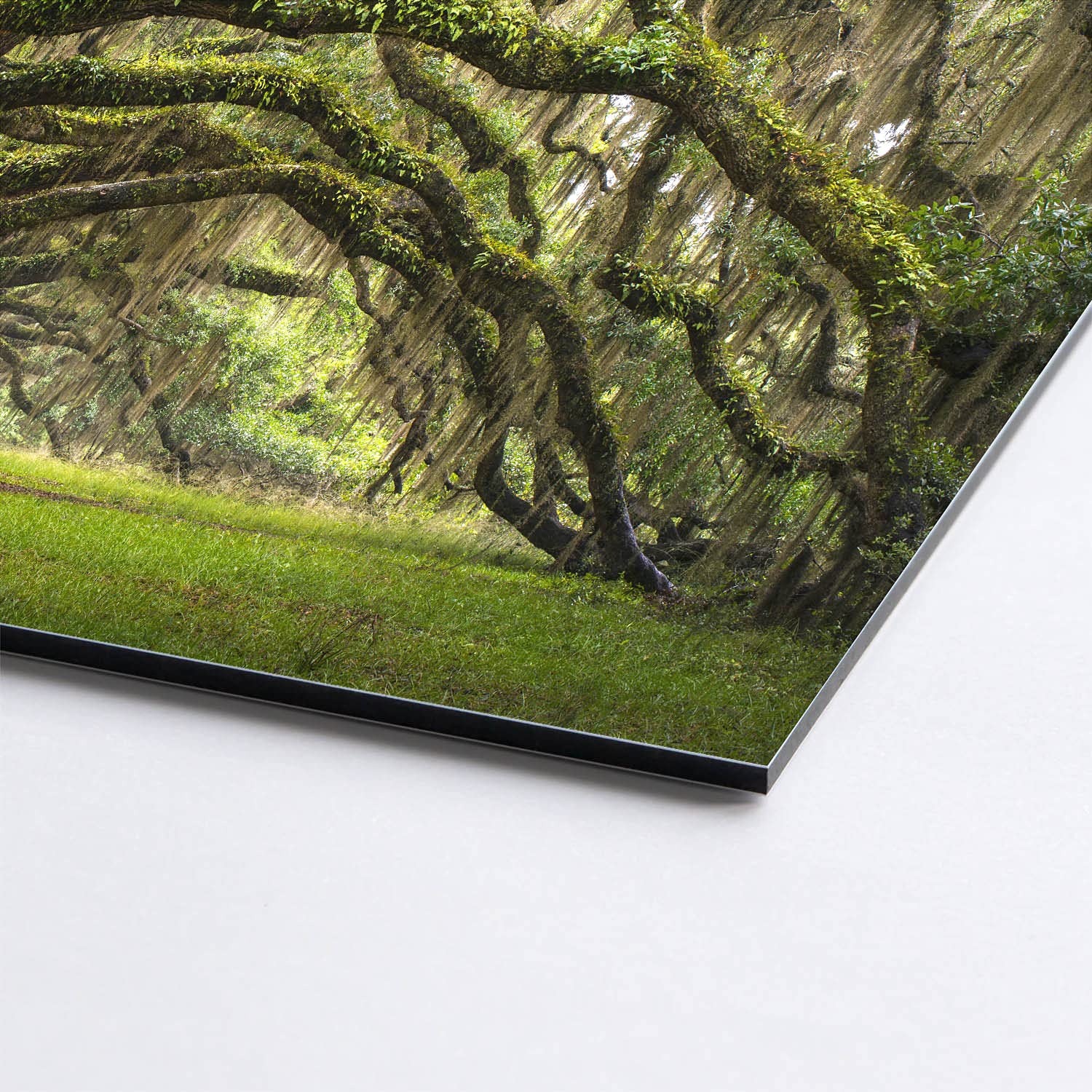 BilderKing Wandbild Baumallee Alte Eichen - 180cm x 120cm Alu-Dibond 3mm weiß + Rückrahmen