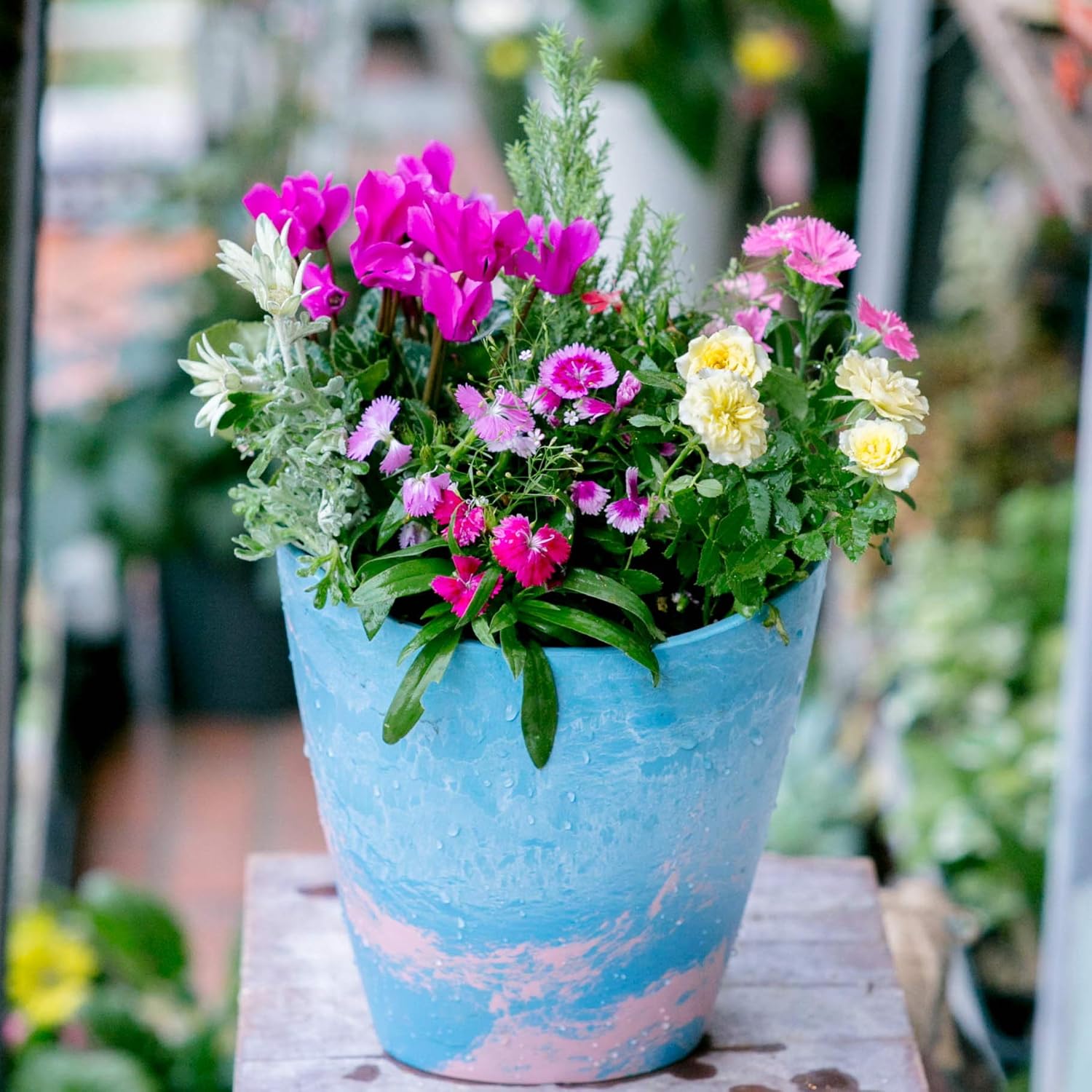 Amazon 季節のおまかせ寄せ植え 寄せ鉢 鉢花 お任せ種類できれいに寄せ植えされているのでそのまま飾るだけ お祝い 開店祝い 誕生日 記念日 季節のおまかせ寄せ植えmサイズ 観葉植物 オンライン通販