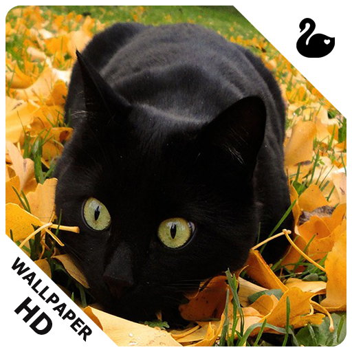 Black Cat Wallpapers - App on Amazon Appstore