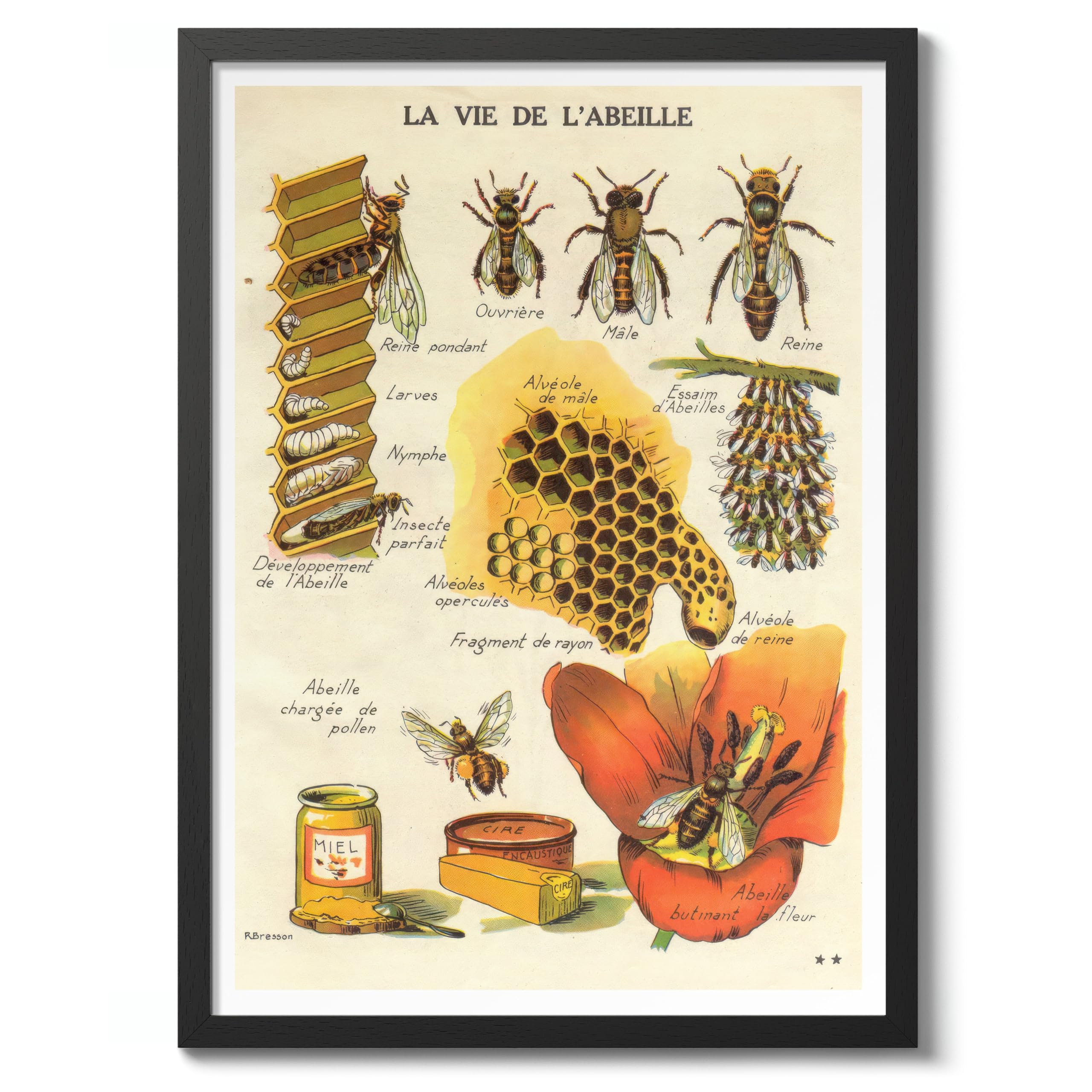 The Life Of A Bee Poster, Vintage Botanical Art Prints, Retro Encyclopedia Illustration Wall Art Plants Botany Pictures, Bedroom Living Room Home Decor, 50x70cm (Black Frame) - 53x73cm
