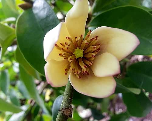 Banana Bush - Magnolia figo - Live Plant - Fragrant