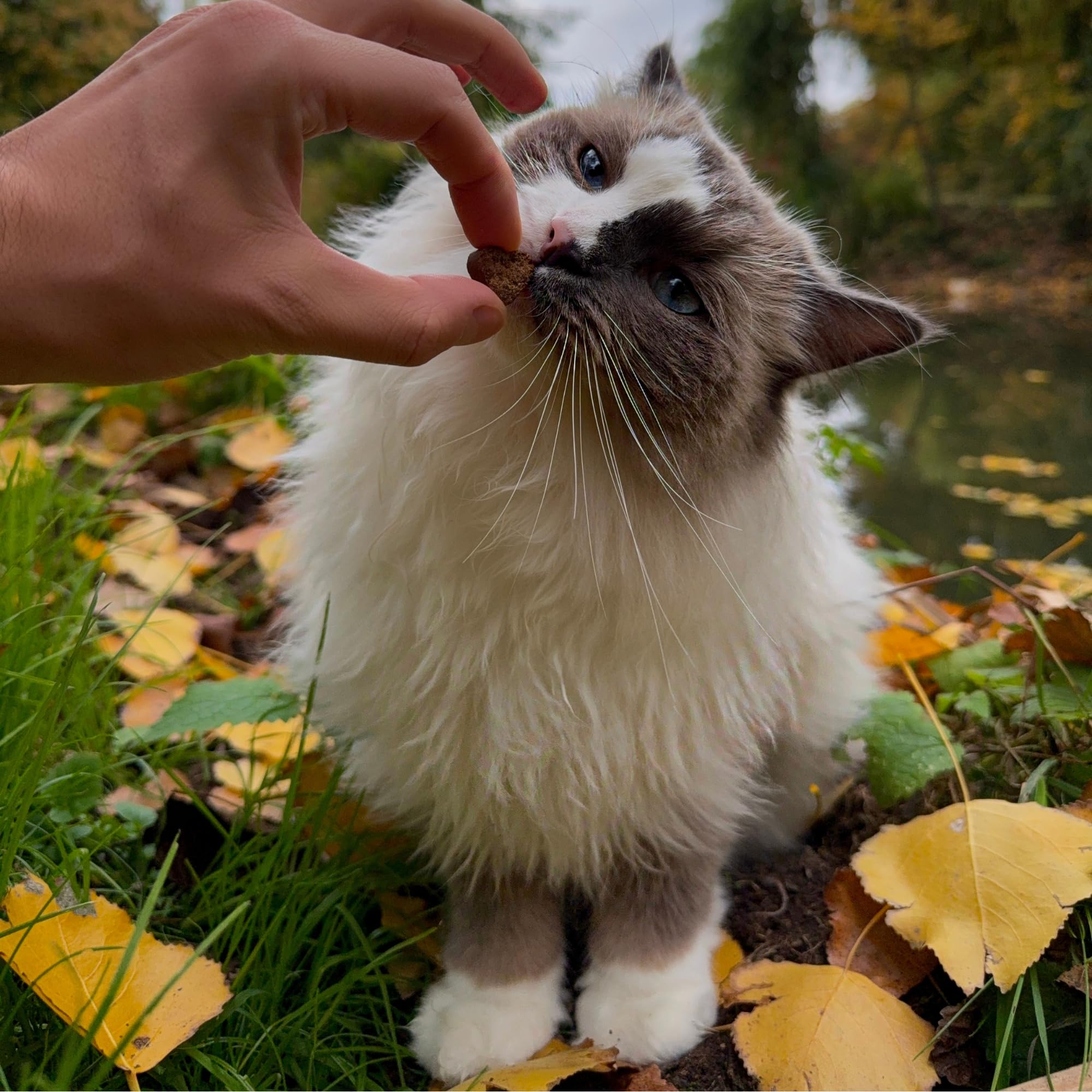 Kidney Health - Nierenunterstützung für Katzen