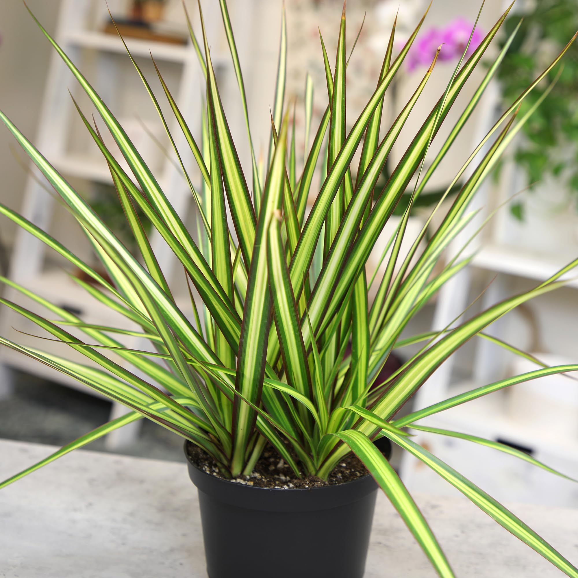 Amazon.com : Real Dracaena Marginata 'Sunray' Dragon Tree in 6" Grower Pot,  Live Houseplant, Easy Plant Decor, Air Purifying Houseplants for Home or  Office by Plants for Pets : Patio, Lawn &