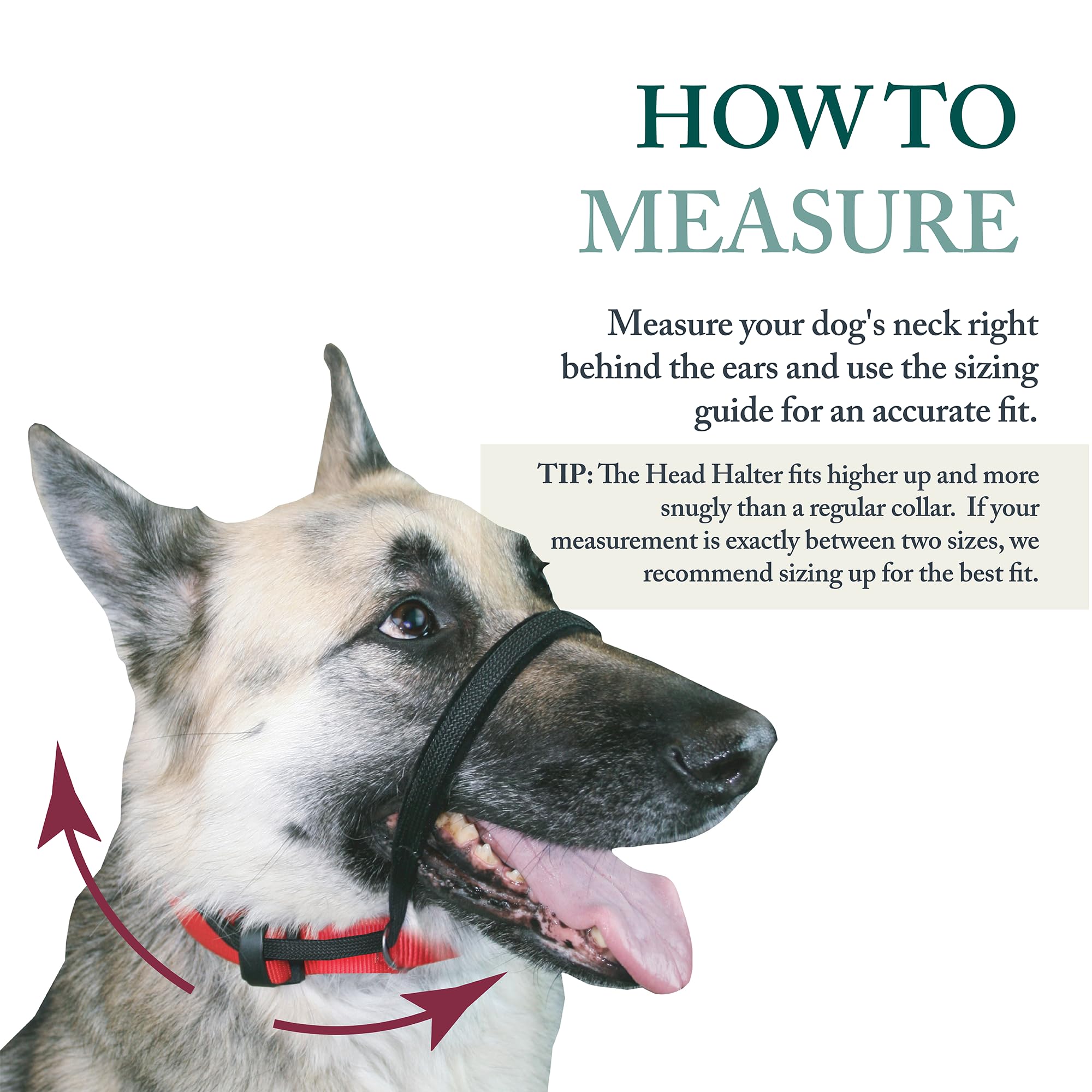 SPORN Head Dog Halter, Black, Large - image 4