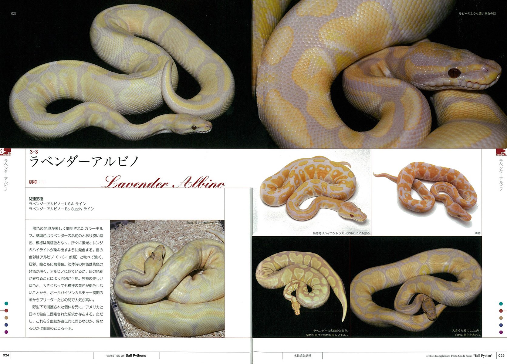 ボールパイソン 見て楽しめる爬虫類 両生類フォトガイドシリーズ Ico1dvc94b 学習図鑑 Monttwalex Com
