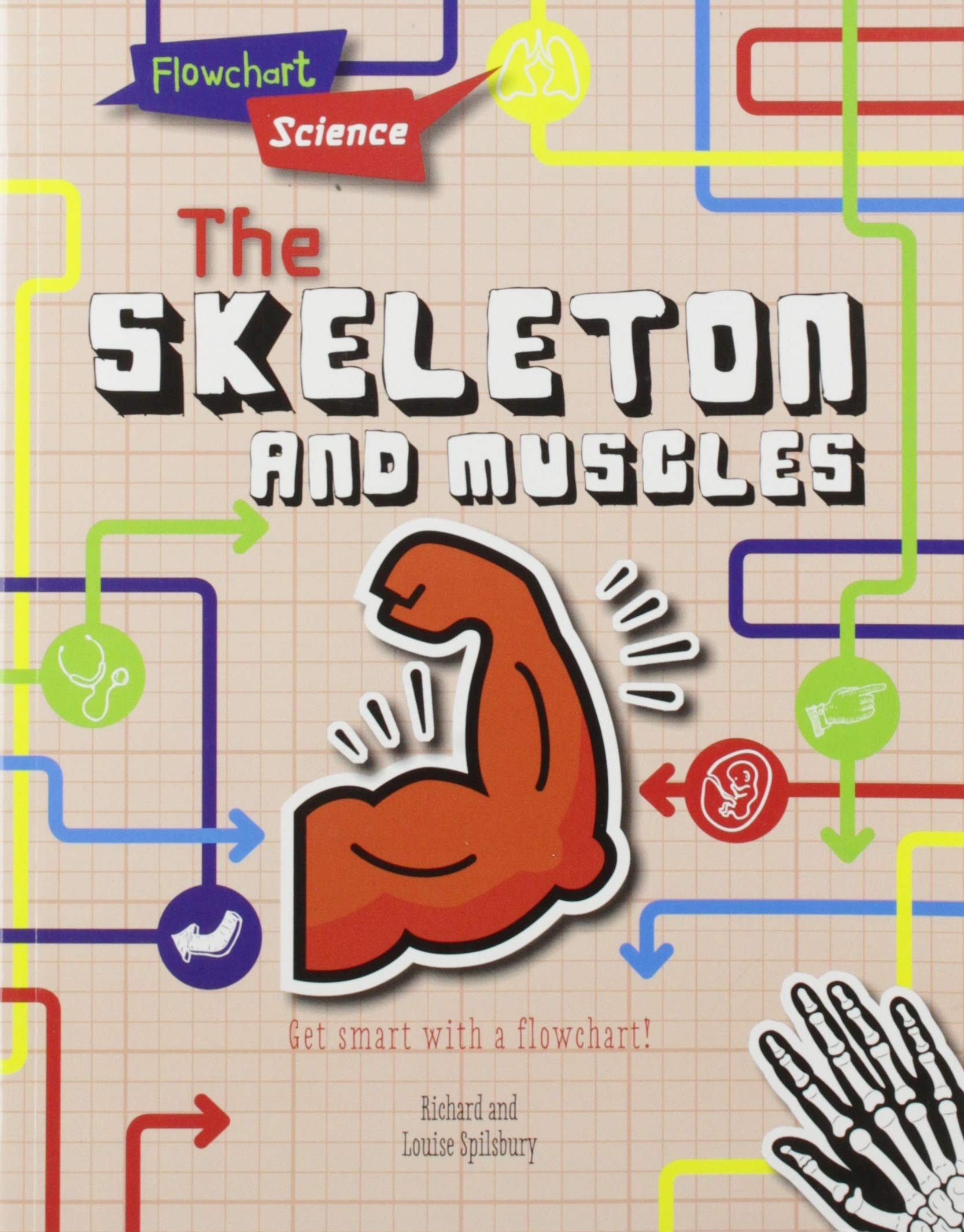 The Skeleton and Muscles