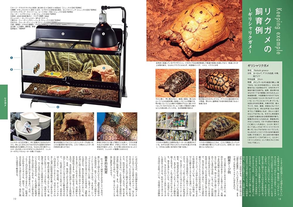 初期ビバリウムガイド 10冊セット① 初期ビバリウムガイド 10冊セット① ビバリウムガイド」の記事