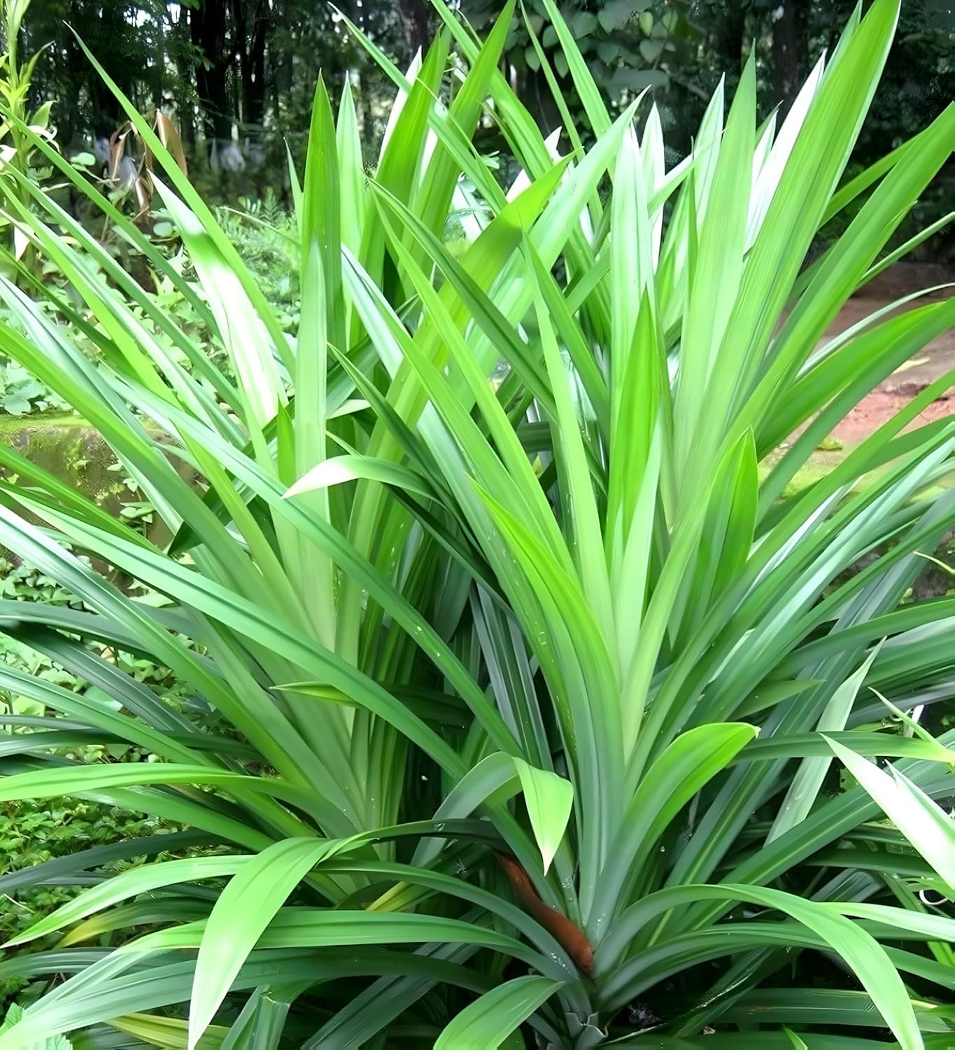 Biryani Leaf Live Plant | Pandan Leaf (Pandanus amaryllifolius) | Rambha Plant | Annapurna Plant | Natural Aromatic Herb for Biryani, Rice & Kitchen Garden | Healthy Live Plant Without Pot (Pack of 1)-image-41