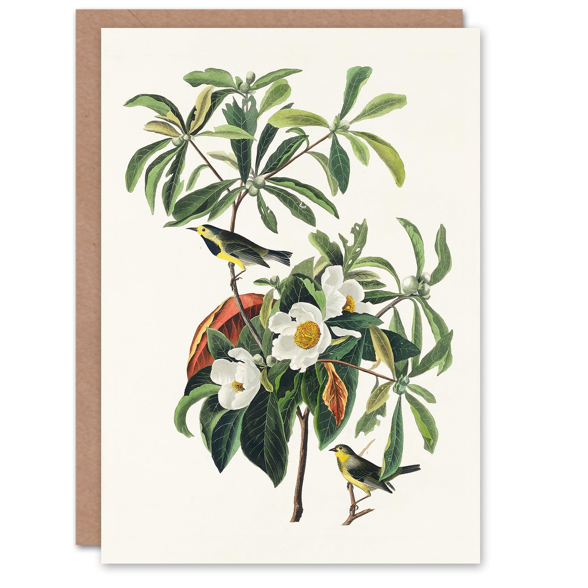 Artery8 John James Audubon Art Card Bachmans Warbler and Franklinia Tree