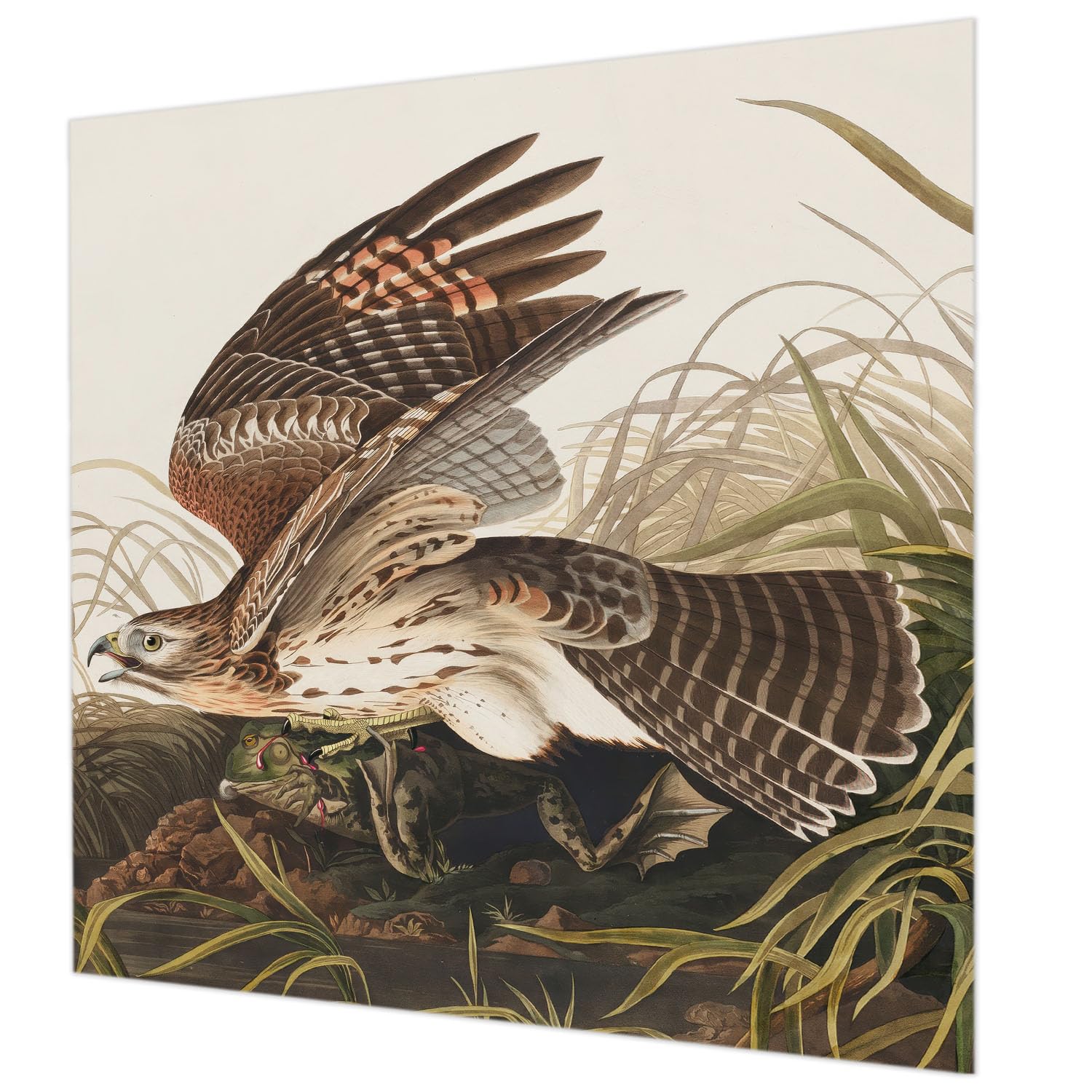 Papier peint chambre et salon intissé Tulup motif Beauté ailée 250x250 cm décoration murale