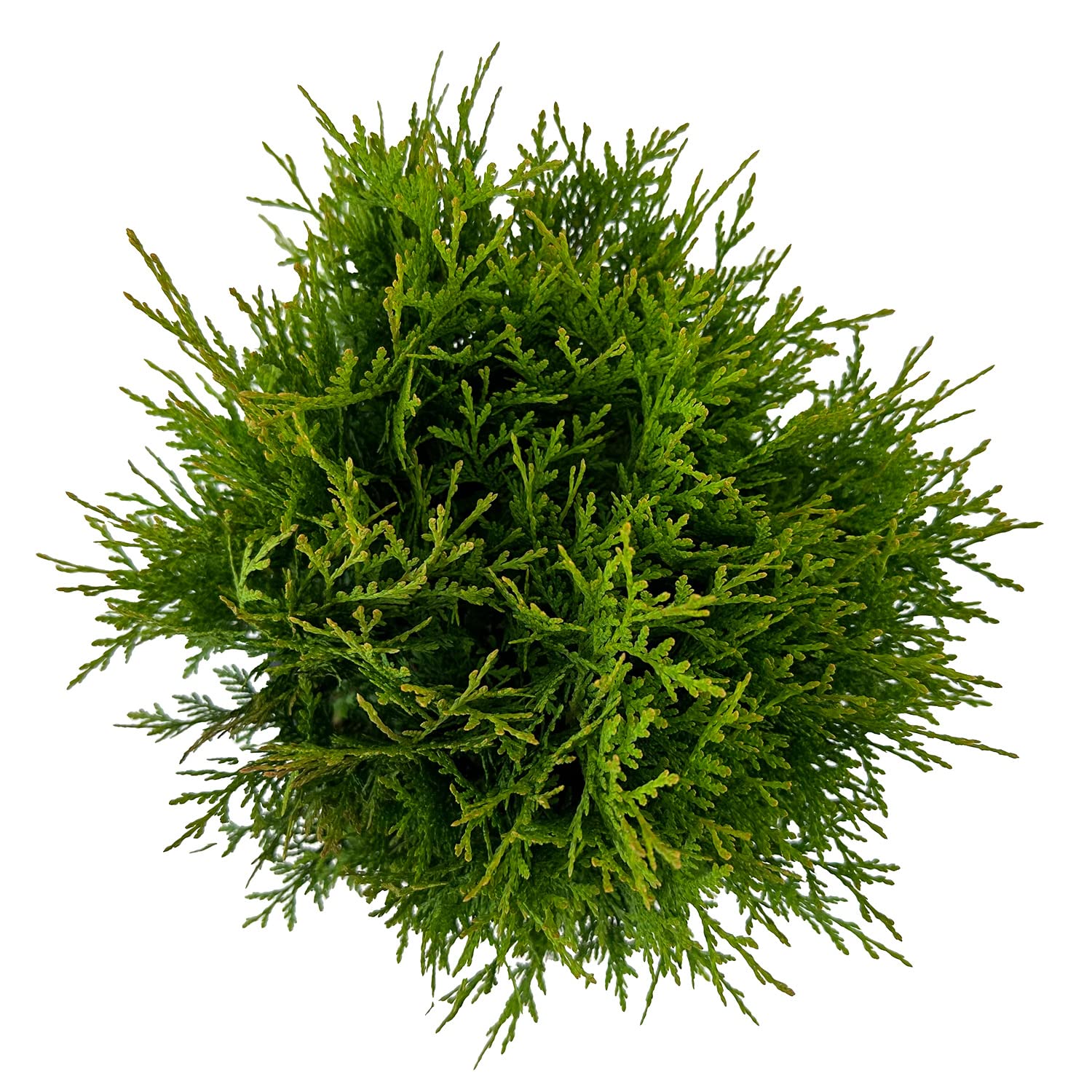 Amazon.com : Blooming & Beautiful - Planet Earth Arborvitae - 3