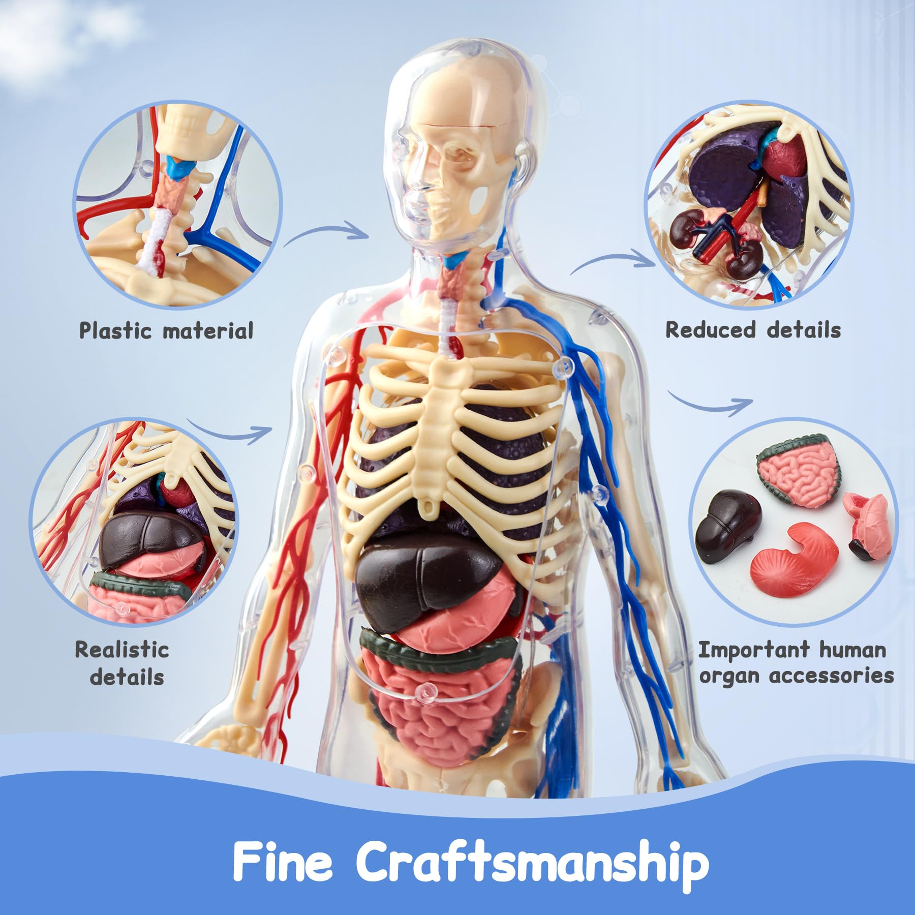 Human Body Model for Kid Human Anatomy Torso.Educational Science Kit, Multicolored, 8 cm x 19 cm x 31 cm - Image 3