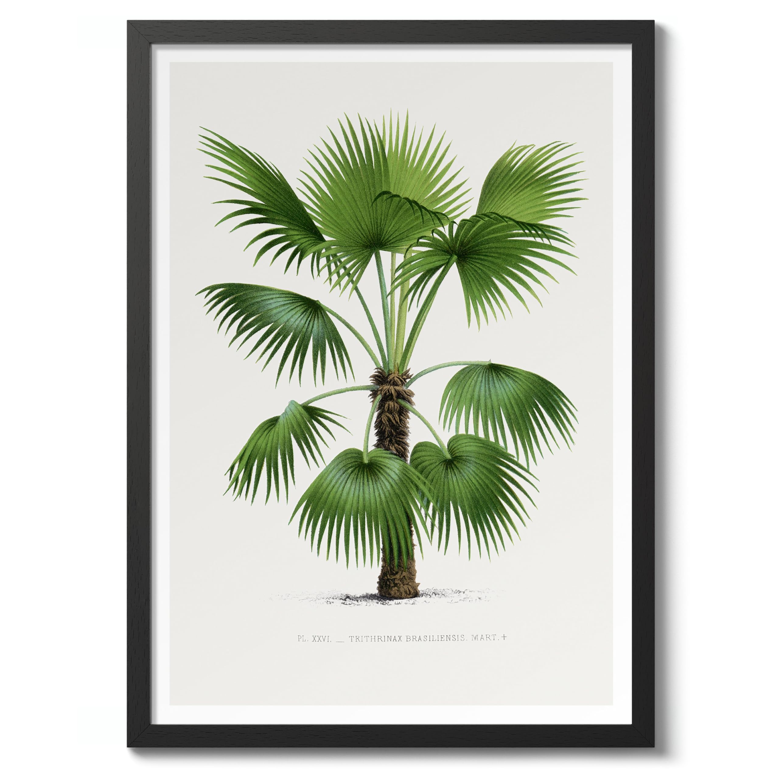 Trithrinax Brasiliensis Vintage Botanical Tree Poster, Nature Home Decor Wall Art, Retro Encyclopedia Illustration, Archival Matte, A4 (Black Frame) - 29.7x21cm โ image 1