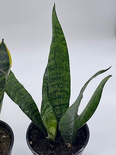Miniatura 6 de BubbleBlooms Snakeplant - Paquete variado de 2 plantas de serpiente diferentes en macetas de 4 pulgadas, Dracaena trifasciata