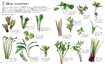 そだててあそぼうシリーズ絵本5巻セット　野菜の絵本 そだててあそぼう緑のBOX（野菜）