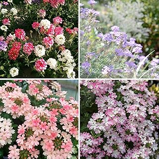 Mixrug Mix Lantana Seeds for Planting, 350+pcs Rare Perennial Lantana Flower Seeds Plants, Heirloom NO-GMO Yard Potted Decoration Beauty Flowers Plants for Home Garden Outdoors