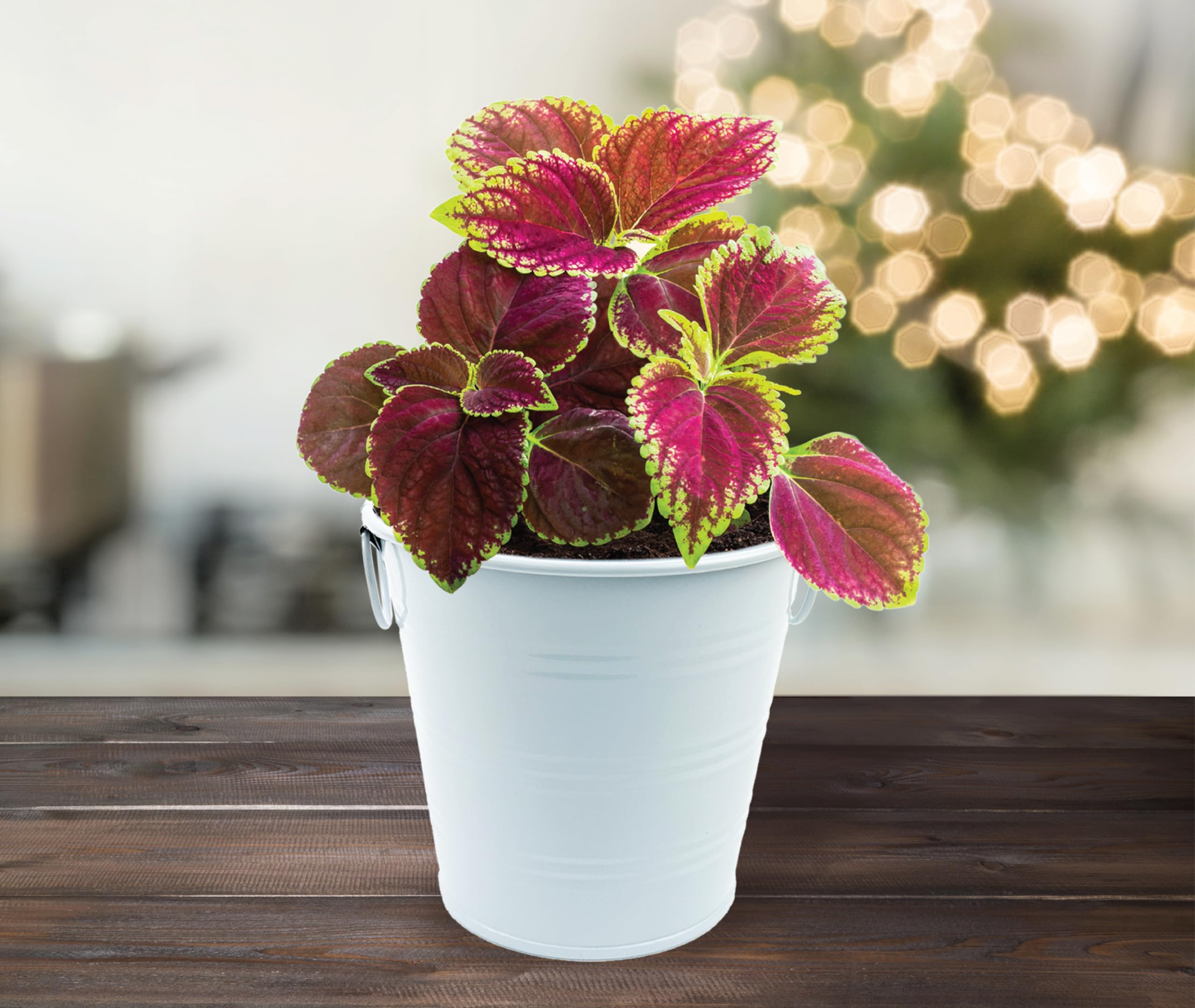indoor plant rack stand The Arbor Glow Stand – Leafy Ladder main image 0