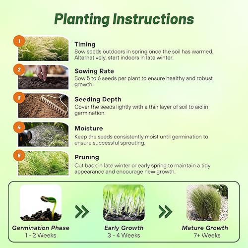 Miniatura 5 de Outsidepride - 2000semillas de la hierba ornamental perenne esparto (Stipa tenuissima Mexican Feather para sembrar