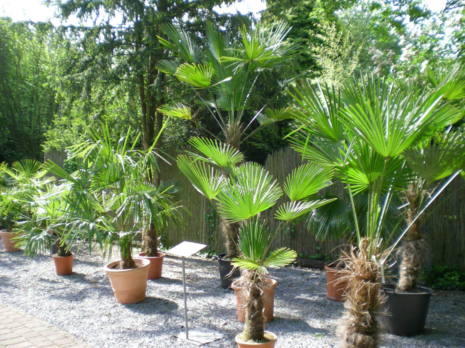 Mediterrano Universal Dnger fr Hanfpalmen, Oliven, Bananen uvm. 1,5 Kg :  Amazon.de: Garten