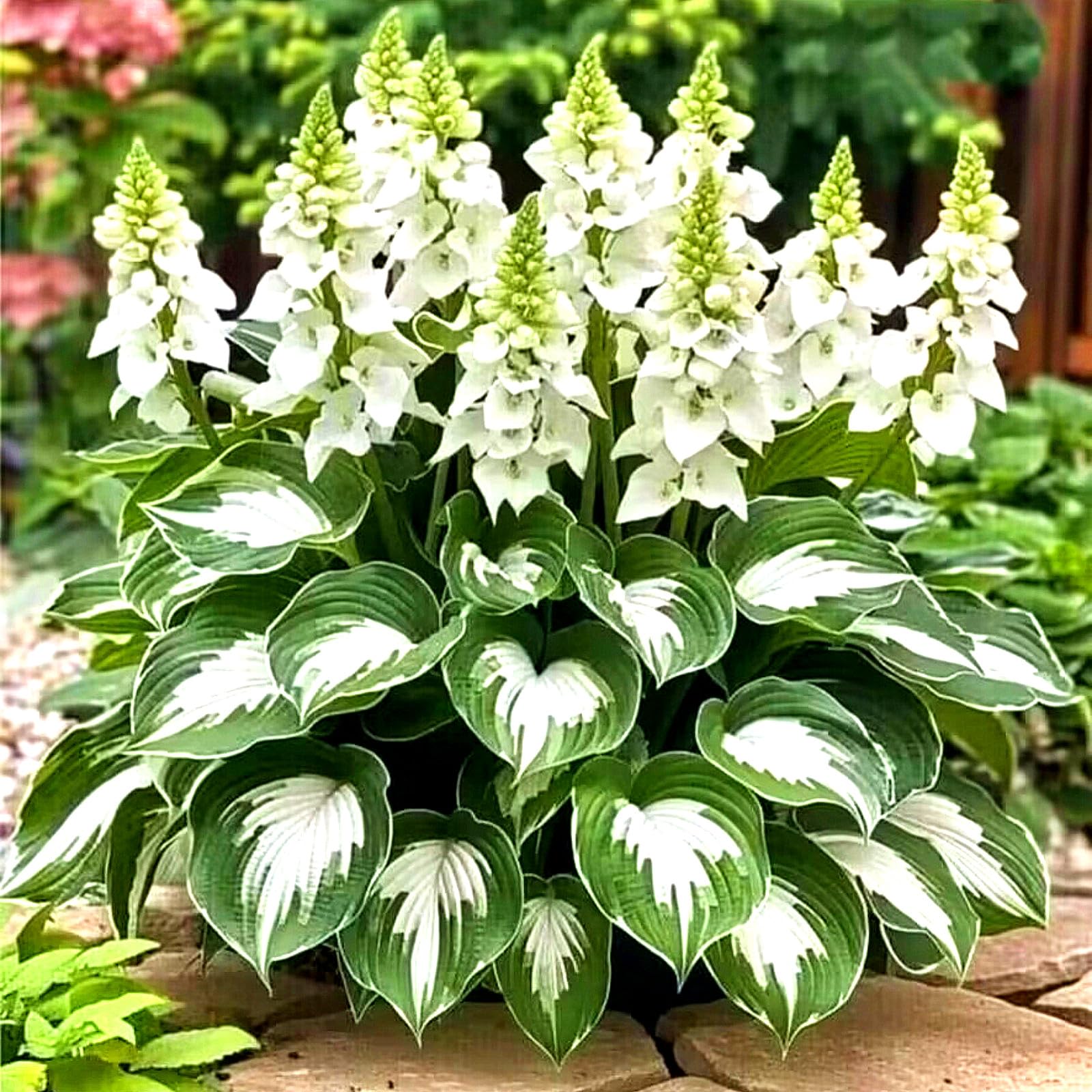 Hosta – Low Maintenance Perennial – Ideal for English Gardens,Hardy Perennial, Plants UK, Excellent Display-4bulbs-X — image 1